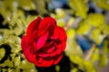 a very beautiful flower is a bright red rose Royalty Free Stock Photo