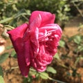 Pink rose flower in sri lanka Royalty Free Stock Photo