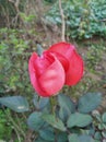 This is very beautiful flower  .Beautiful morning in INDIA.its a awesome rose. Royalty Free Stock Photo