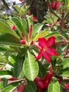 Beautiful red flowers in srilanka & x28;red araliya& x29;