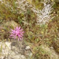  This is a very beautiful flower It resembles the crona virus.