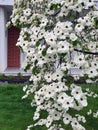 A very beautiful flowering dogwood shrub Cornus florida Royalty Free Stock Photo