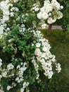 Very beautiful flowering shrubs in spring. Royalty Free Stock Photo