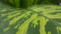 Beautiful foliage plants in sri lanaka