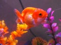 Very beautiful goldfish swimming in clear water. Royalty Free Stock Photo