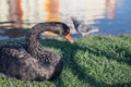 White swan in the foggy lake at the dawn. Morning lights. Romantic background. Beautiful swan. Cygnus. Romance of white Royalty Free Stock Photo