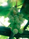 Grapes is looking beautiful in Indian village Royalty Free Stock Photo