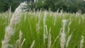 Beautiful grass field in sri lanaka