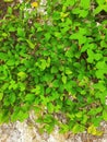 a very beautiful green leafy creeper Royalty Free Stock Photo