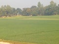 Very Beautiful Green Paddy Land.