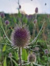 A very beautiful green purple flower Royalty Free Stock Photo