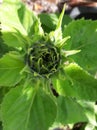 Unblown  sunflower bud wigh beautiful green leaves Royalty Free Stock Photo