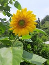 Very beautiful green yellow colored sunflower growing on a field of Uttarakhand India Royalty Free Stock Photo