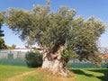 Very beautiful grows an old olive tree in Greece Royalty Free Stock Photo