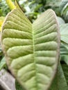 Very beautiful guava leaf path Royalty Free Stock Photo