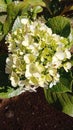 very beautiful hydrangea macrophilla flowers in the yard Royalty Free Stock Photo