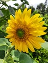 Very beautiful yellow colored sunflower growing on a field of Uttarakhand India Royalty Free Stock Photo