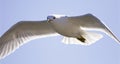 Very beautiful isolated photo of the flying gull with the wings opened Royalty Free Stock Photo