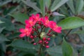 Beautiful Jatropha integerrima Jacq flower