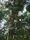 This is a very beautiful Javanese bamboo tree and has many benefits?