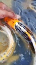 Very beautiful koi fish in the mudpond Royalty Free Stock Photo