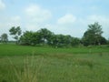 Very Beautiful Landscape View. Green Grass and Paddy Fields. Royalty Free Stock Photo