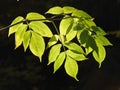 Very beautiful light through the ash leaves of in autumn Royalty Free Stock Photo