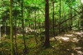 Very beautiful light green forest background Royalty Free Stock Photo