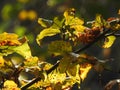 Very beautiful light through the leaves of beech in autumn Royalty Free Stock Photo