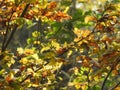 Very beautiful light through the leaves of beech in autumn Royalty Free Stock Photo