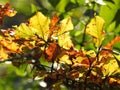 Very beautiful light through the leaves of beech in autumn Royalty Free Stock Photo