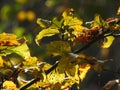 Very beautiful light through the leaves of hazel in autumn Royalty Free Stock Photo