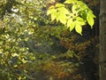 Very beautiful light through the leaves of the leaves of ash in autumn Royalty Free Stock Photo