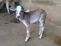 Very beautiful little calf of the cow Royalty Free Stock Photo