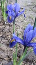 Small irises in the garden