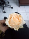 Beautiful and lovely rose in the room
