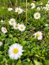 very beautiful Many white wild Daisy Daisies flowers in meadow field Royalty Free Stock Photo