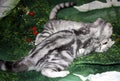 Beautiful marbled silver Scottish fold kittens
