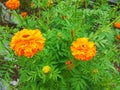 Very beautiful marigold flower is blooming