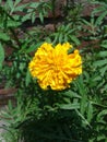 Very beautiful marigold flowers of yellow color in the garden. Royalty Free Stock Photo