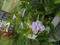 Very beautiful mini purple flower   plan in srilanka Royalty Free Stock Photo