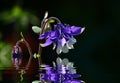 Very beautiful mystical image of flowers, suitable for a background on a PC, or any other device.