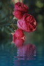 Very beautiful mystical image of roses, suitable for a background on a PC, or any other device.