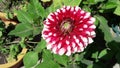 Very Beautiful and natural red flower with white shade