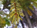 Beautiful needles and needles of a Christmas tree or pine on a branch