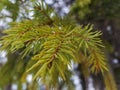 Beautiful needles and needles of a Christmas tree or pine on a branch