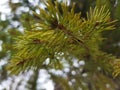 Beautiful needles and needles of a Christmas tree or pine on a branch