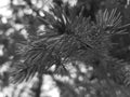 Beautiful needles and needles of a Christmas tree or pine on a branch