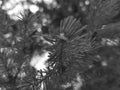 Beautiful needles and needles of a Christmas tree or pine on a branch