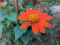 Very beautiful orange colour flower Royalty Free Stock Photo